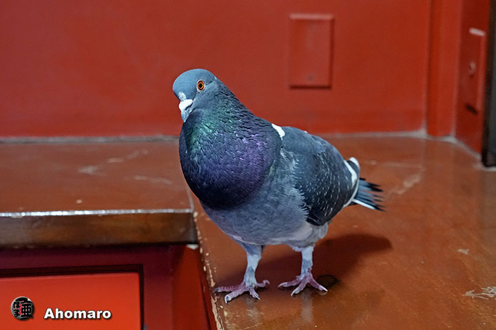�ʐ^00