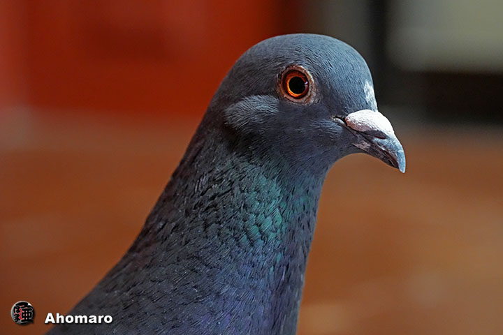 �ʐ^00