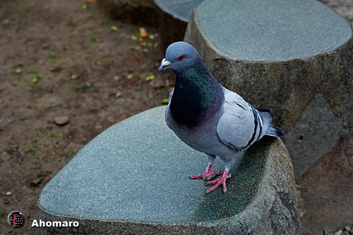 �ʐ^00