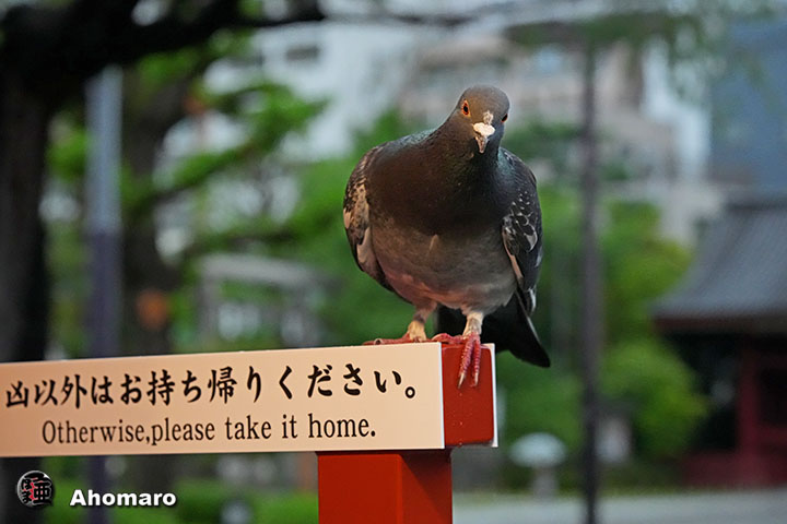 �ʐ^00
