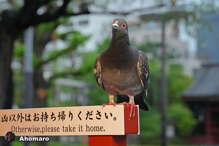 �ʐ^00