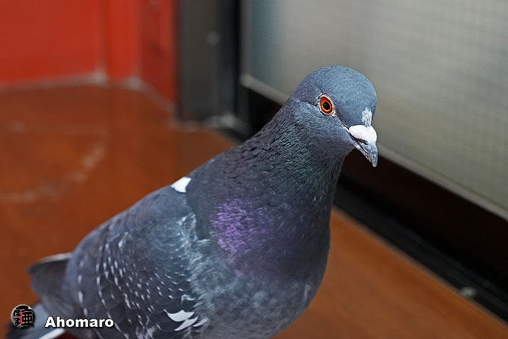 �ʐ^00