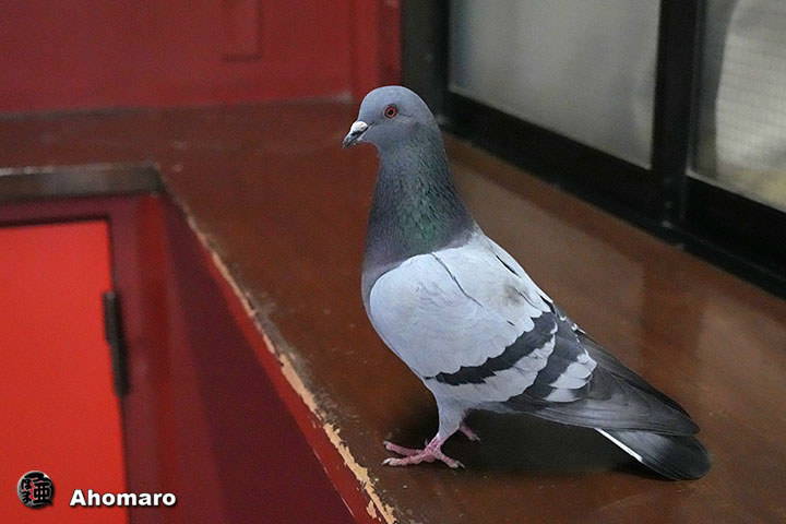 �ʐ^00