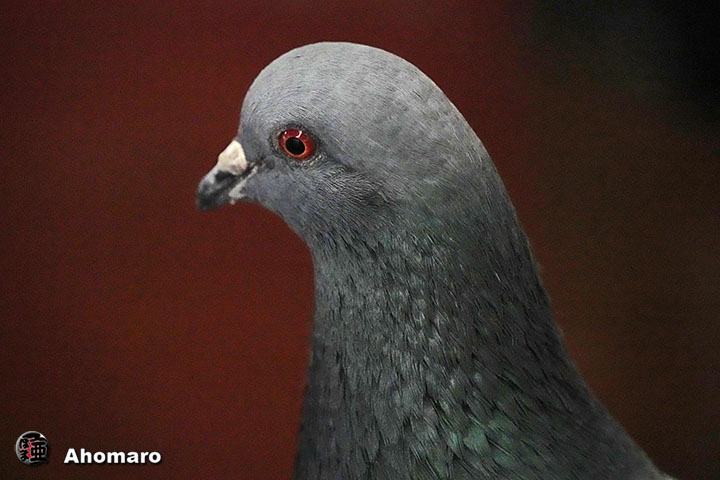 �ʐ^00