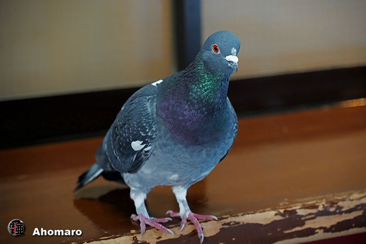 �ʐ^00