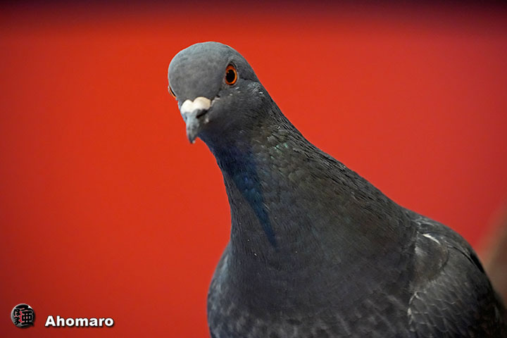 �ʐ^00