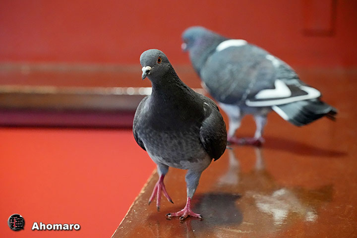 �ʐ^00