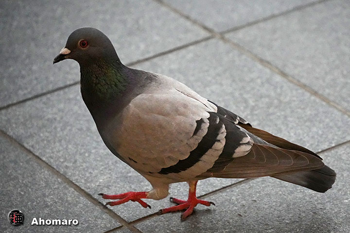 �ʐ^00