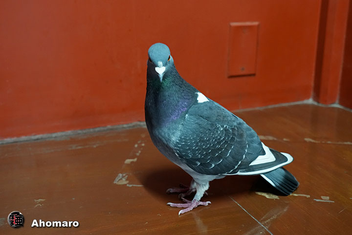 �ʐ^00