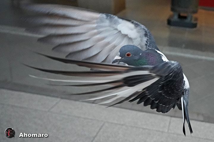 �ʐ^00